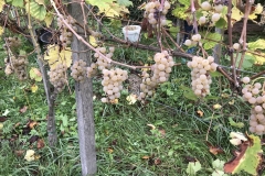 ... die dem Winzer hoffentlich einen guten Jahrgang bescheren.