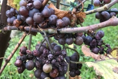 Nicht-pilzresistente Rebsorten haben gelitten.