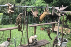 Allerlei Gefieder und Fell.