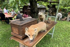 Der Fuchs schleicht um die Spendenbox.