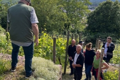 ... und unterstreicht die mühsame Arbeit beim professionellen Weinanbau am Robberg.