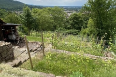 In so einer Lage wächst der Wein besonders gerne.