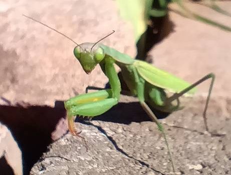 Ein exotischer Gast im Garten