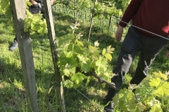 Die Triebansätze versprechen eine reiche Ernte.