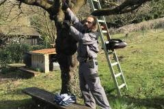 Erläuterung der grundlegenden Wachstumsstruktur eines Obstbaumes.