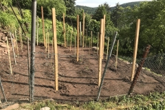 Erstes Ziel der Begehung: Terrasse am Robberg mit neu gepflanzten Reben.