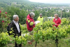 Zweites Ziel der Begehung: Der Weinberg von Hobbywinzer Rolf Apell.Foto: Werner Bentz