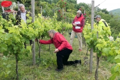 Der Blütenansatz für das Jahr 2020 ist vielversprechend.Foto: Werner Bentz