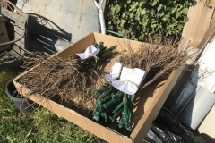 Die Jungreben sind eingetroffen.