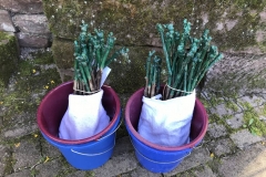 Feuchte Tücher verhindern das Austrocknen der Wurzeln.