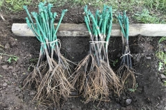 Cabernet, Johanniter und Regent.