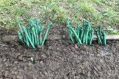 Warten auf die Auspflanzung.